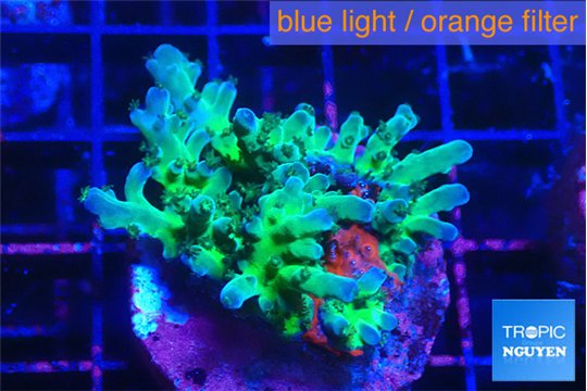 Acropora green blue ice Fijii 3-4 cm WYSIWYG acclimaté