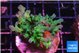Acropora green blue ice Fijii 3-4 cm WYSIWYG acclimaté