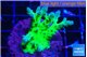 Acropora green blue ice Fijii 3-4 cm WYSIWYG acclimaté