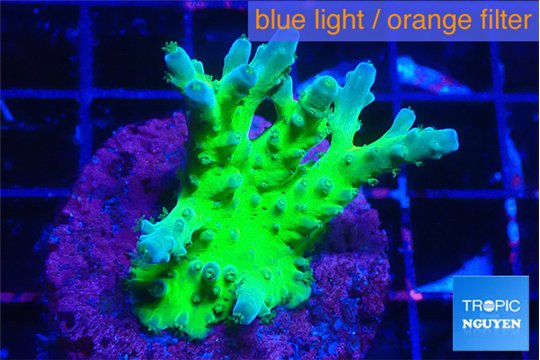 Acropora green blue ice Fijii 3-4 cm WYSIWYG acclimaté