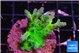 Acropora green blue ice Fijii 3-4 cm WYSIWYG acclimaté
