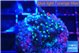 Acropora carduus purple neon green polyps 2-3 cm WYSIWYG acclimaté