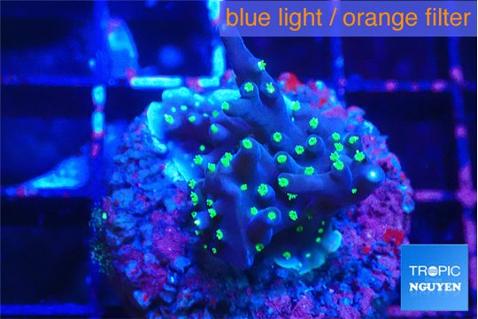 Acropora carduus purple neon green polyps 2-3 cm WYSIWYG acclimaté
