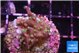 Acropora carduus purple neon green polyps 2-3 cm WYSIWYG acclimaté