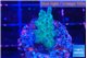 Acropora purple green 2-3 cm WYSIWYG acclimaté