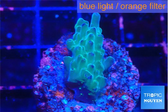 Acropora purple green 2-3 cm WYSIWYG acclimaté