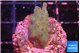 Acropora purple green 2-3 cm WYSIWYG acclimaté