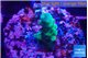 Acropora green & purple tip 2 cm WYSIWYG acclimaté