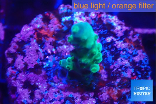 Acropora green & purple tip 2 cm WYSIWYG acclimaté