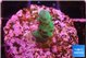 Acropora green & purple tip 2 cm WYSIWYG acclimaté