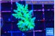 Acropora green blue ice Fijii 2-3 cm WYSIWYG acclimaté
