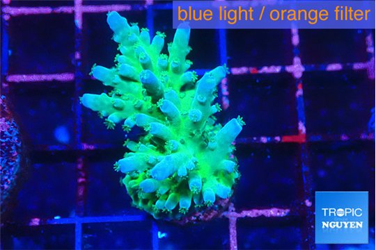 Acropora green blue ice Fijii 2-3 cm WYSIWYG acclimaté