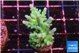 Acropora green blue ice Fijii 2-3 cm WYSIWYG acclimaté