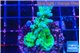 Acropora green blue ice Fijii 3-4 cm WYSIWYG acclimaté