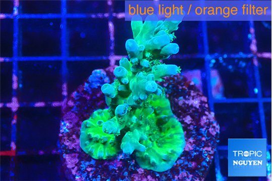 Acropora green blue ice Fijii 3-4 cm WYSIWYG acclimaté