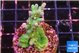 Acropora green blue ice Fijii 3-4 cm WYSIWYG acclimaté