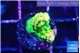 Acropora rainbow 1-2 cm WYSIWYG acclimaté