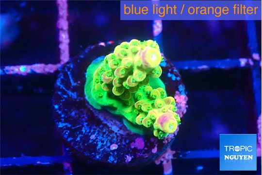 Acropora rainbow 1-2 cm WYSIWYG acclimaté