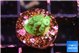 Acropora green 1-2 cm WYSIWYG acclimaté