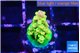 Acropora rainbow 1-2 cm WYSIWYG acclimaté