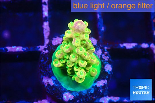 Acropora rainbow 1-2 cm WYSIWYG acclimaté