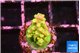Acropora rainbow 1-2 cm WYSIWYG acclimaté