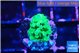Acropora green 1-2 cm WYSIWYG acclimaté