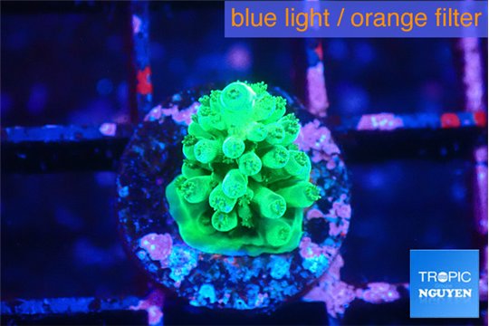 Acropora green 1-2 cm WYSIWYG acclimaté