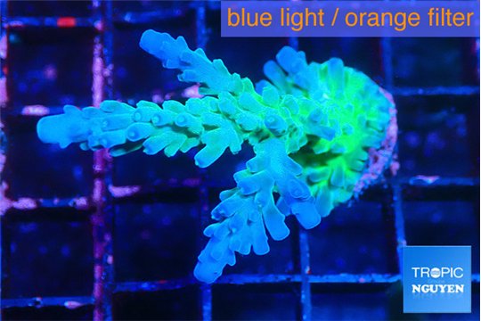 Acropora green blue ice Fijii 3-4 cm WYSIWYG acclimaté