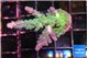 Acropora green blue ice Fijii 3-4 cm WYSIWYG acclimaté