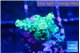 Acropora green 1-2 cm WYSIWYG acclimaté