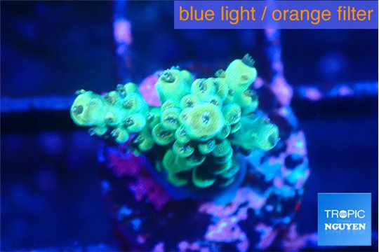 Acropora green 1-2 cm WYSIWYG acclimaté