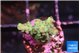 Acropora green 1-2 cm WYSIWYG acclimaté