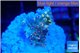 Acropora golden cherry premium 2-3 cm WYSIWYG acclimaté