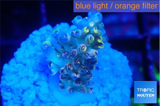 Acropora golden cherry premium 2-3 cm WYSIWYG acclimaté