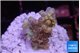 Acropora golden cherry premium 2-3 cm WYSIWYG acclimaté