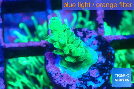 Acropora green 1-2 cm WYSIWYG acclimaté