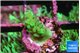 Acropora green 1-2 cm WYSIWYG acclimaté