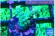 Acropora green 1-2 cm WYSIWYG acclimaté