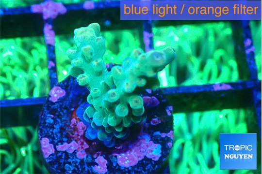 Acropora green 1-2 cm WYSIWYG acclimaté