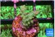 Acropora green 1-2 cm WYSIWYG acclimaté