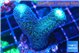 Stylophora milka 2-3 cm WYSIWYG acclimaté