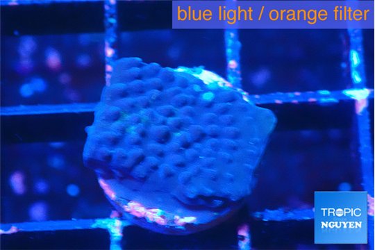 Acropora purple 1-2 cm WYSIWYG acclimaté