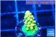 Acropora rainbow 1-2 cm WYSIWYG acclimaté