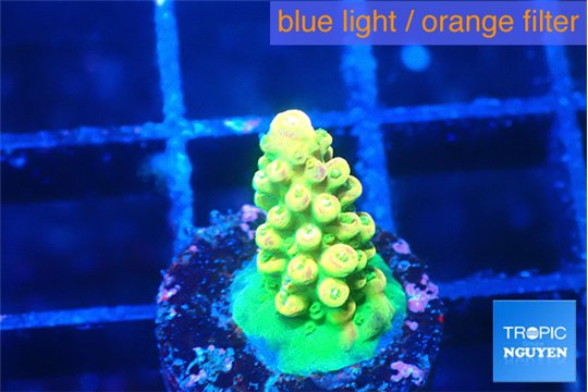 Acropora rainbow 1-2 cm WYSIWYG acclimaté