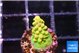 Acropora rainbow 1-2 cm WYSIWYG acclimaté