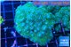 Pocillopora damicornisgreen & pink tip 7-8 cm WYSIWYG acclimaté