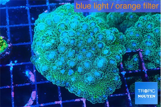 Pocillopora damicornisgreen & pink tip 7-8 cm WYSIWYG acclimaté