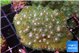 Pocillopora damicornisgreen & pink tip 7-8 cm WYSIWYG acclimaté