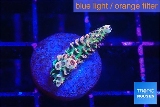 Acropora pink 1-2 cm WYSIWYG acclimaté